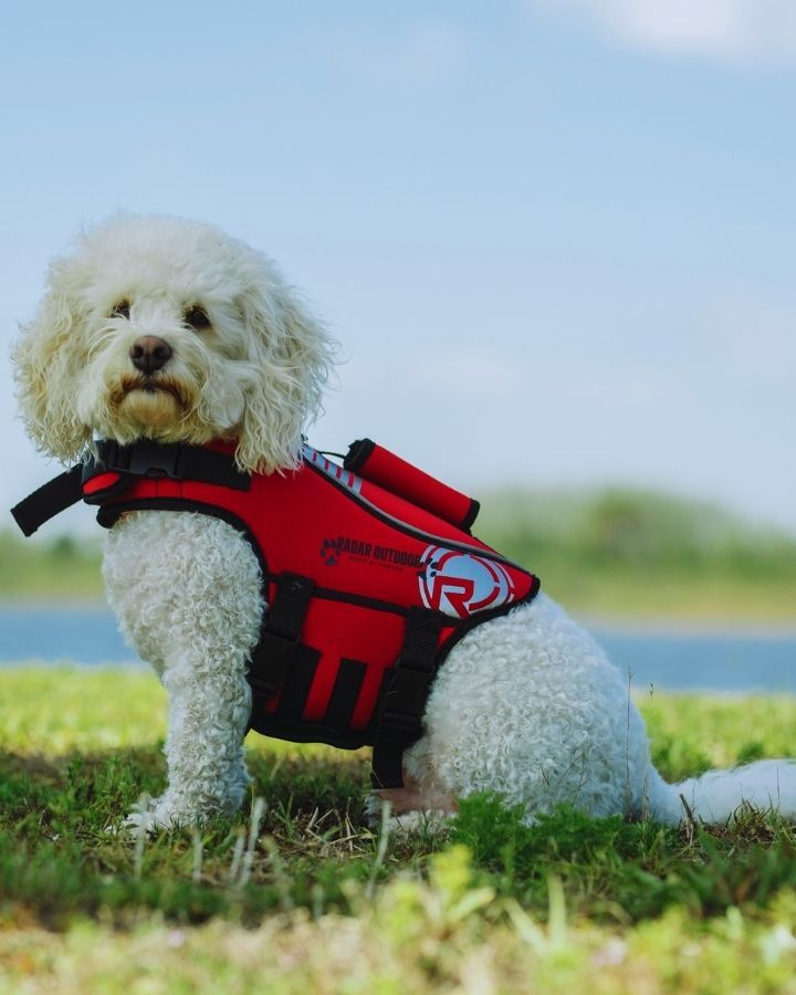 Dog Life Jackets